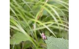 Nemophora sp.