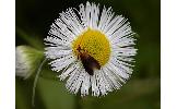 Nemophora albiantennella