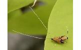 Nemophora amatella