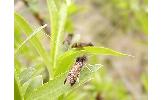 Nemophora Nemophora