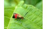 Nemophora rubrofascia