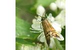 Nemophora Nemophora