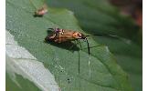 Nemophora Nemophora