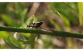 Nemophora Nemophora