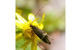 Nemophora Nemophora