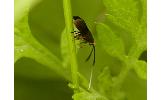 Nemophora albiantennella