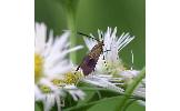 Nemophora albiantennella