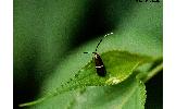 Nemophora Nemophora