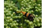 Nemophora Nemophora