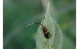 Nemophora aurifera