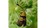 Nemophora Nemophora