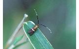 Nemophora Nemophora