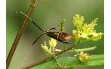 Nemophora aurifera