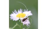 Nemophora Nemophora