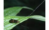 Nemophora aurifera