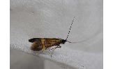 Nemophora Nemophora