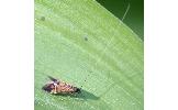 Nemophora staudingerella