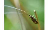 Nemophora aurifera