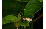 Nemophora Nemophora