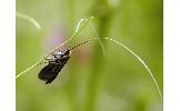 Nemophora Nemophora