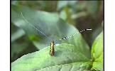 Nemophora Nemophora