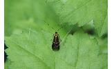 Nemophora Nemophora