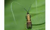 Nemophora aurifera