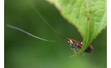 Nemophora aurifera