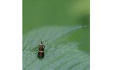 Nemophora Nemophora