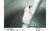 Spilosoma Spilosoma