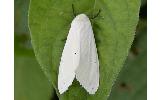 Spilosoma sp.