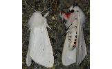 Spilosoma Spilosoma