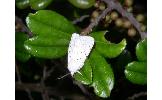 Spilosoma sp.