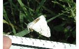 Spilosoma Spilosoma