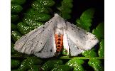 Spilosoma Spilosoma