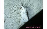 Spilosoma Spilosoma