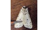 Spilosoma Spilosoma