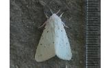 Spilosoma Spilosoma