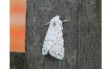 Spilosoma Spilosoma