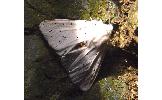 Spilosoma Spilosoma