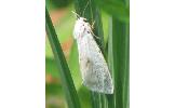 Spilosoma Spilosoma