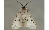 Spilosoma Spilosoma