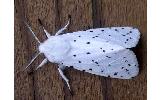 Spilosoma Spilosoma