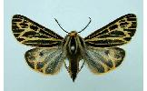 Grammia Grammia