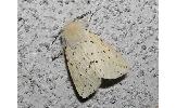 Spilosoma Spilosoma