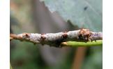 Bombyx mandarina