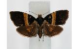 Choreutis basalis