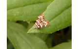 Choreutis japonica