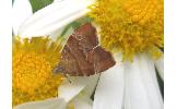 Choreutis achyrodes