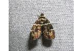 Choreutis japonica